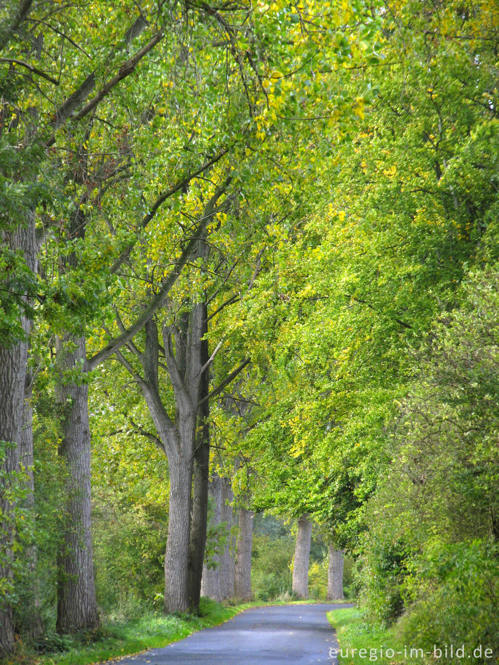 Detailansicht von ehemalige Pappelallee in Lemiers