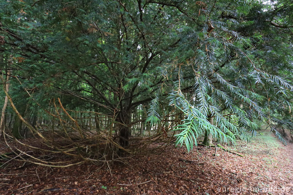 Detailansicht von Eibe, Kermeter im Nationalpark Eifel