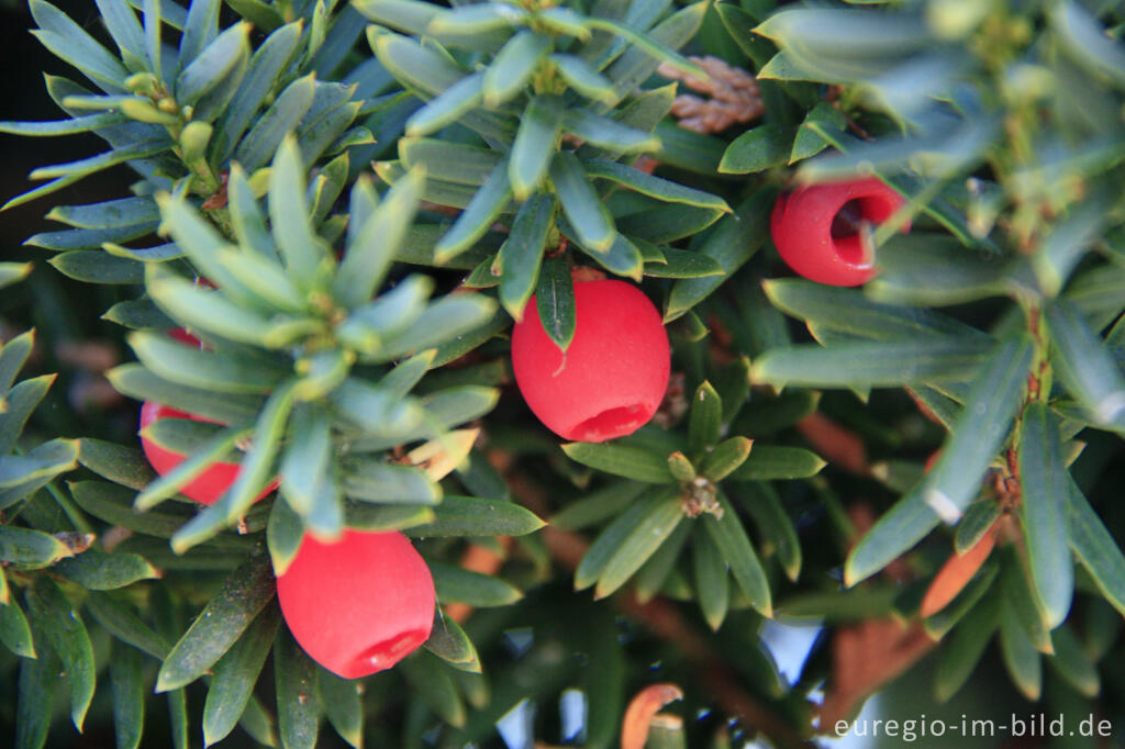 Eibe, Taxus baccata L., mit roten Früchten