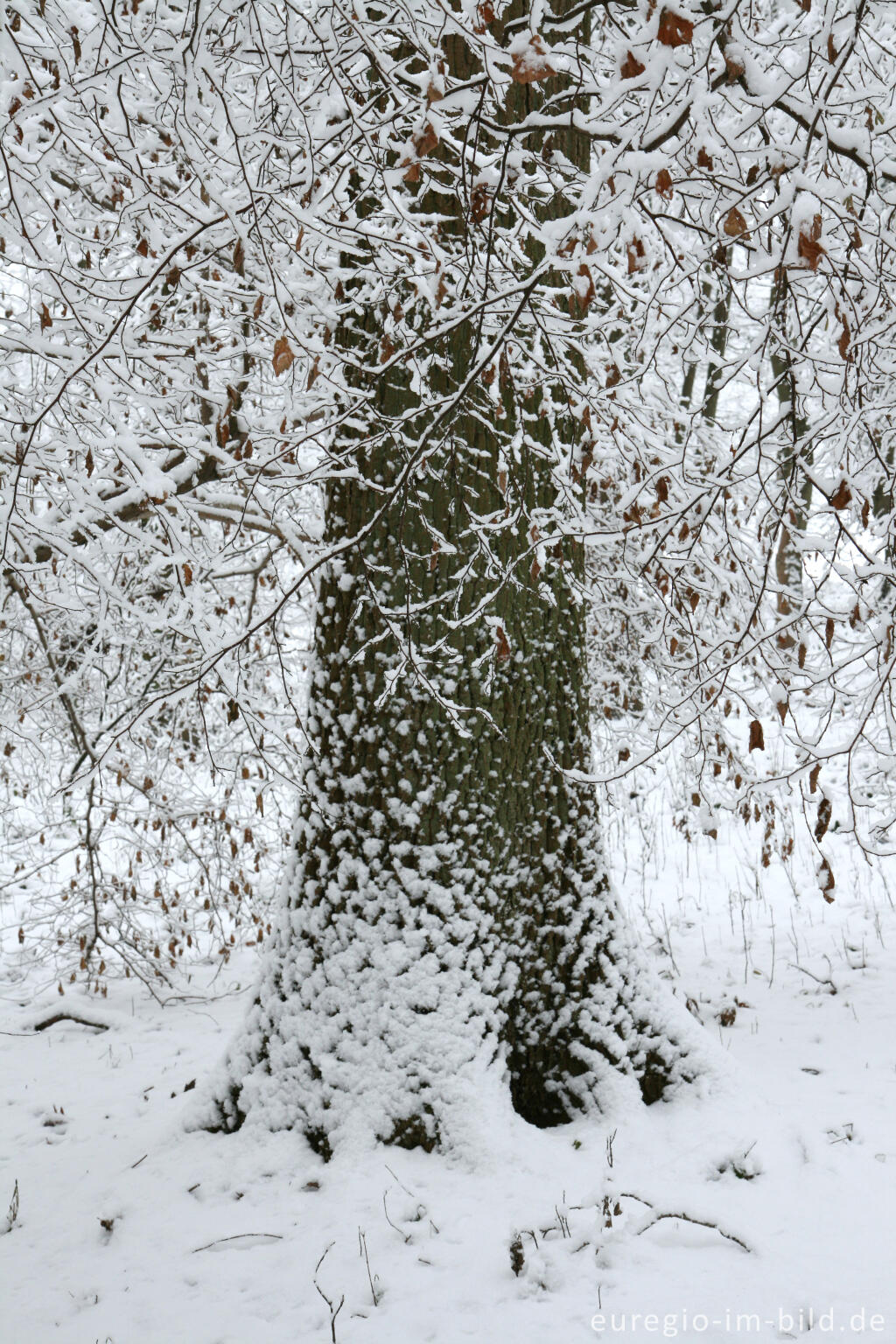 Detailansicht von Eiche im Winter