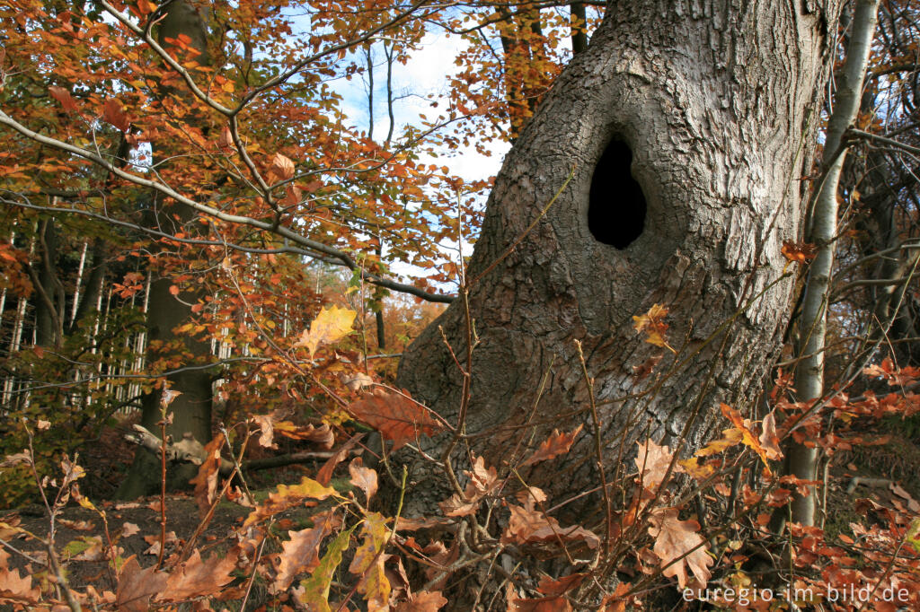 Detailansicht von Eiche mit Baumhöhle, Aachener Landwehr bei Aachen-Köpfchen