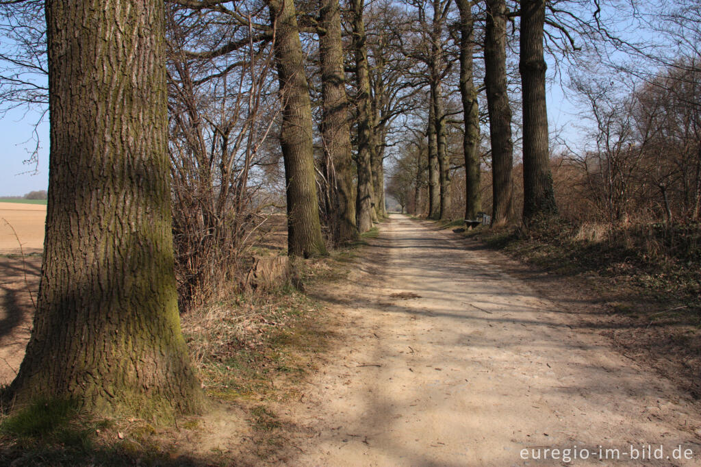 Detailansicht von Eichenallee auf dem  Heyder Feldweg bei Aachen Horbach