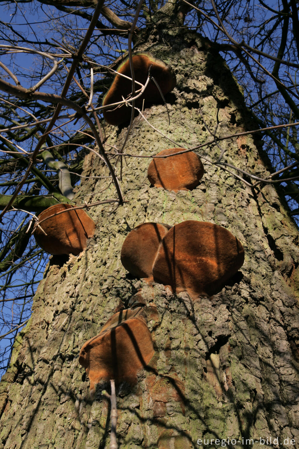 Detailansicht von Eichenfeuerschwamm, Phellinus robustus