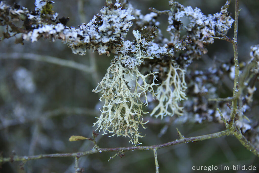 Detailansicht von Eichenmoos, Evernia prunastri, (herabhängend) und Blasenflechte, Hypogymnia physodes