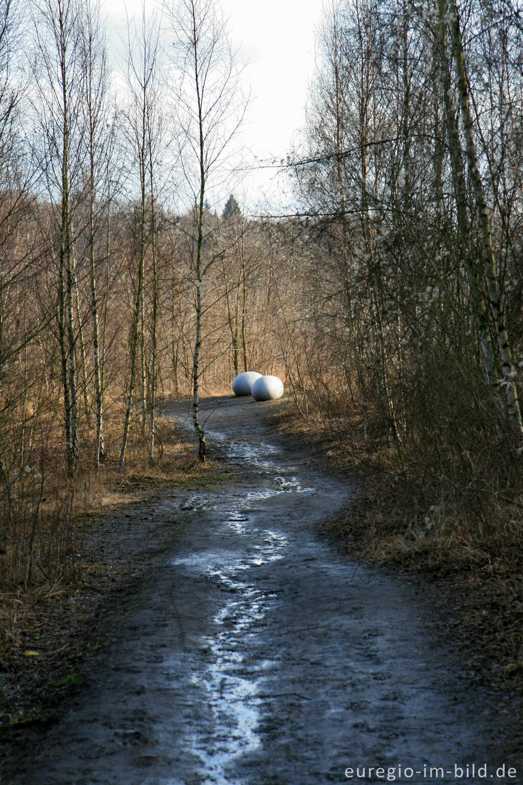 Detailansicht von Eier im Wurmtal bei Würselen