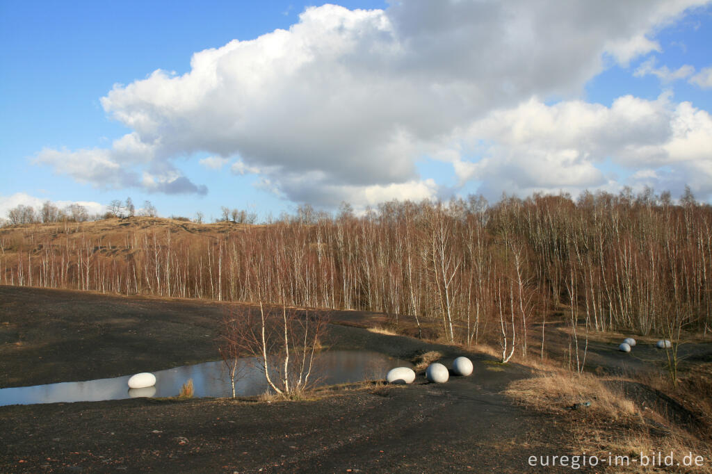 Detailansicht von Eier im Wurmtal bei Würselen