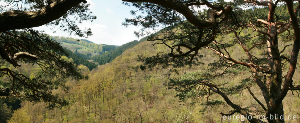 Detailansicht von Eifelblick, Perds Ley im Rurtal, Eifelsteig