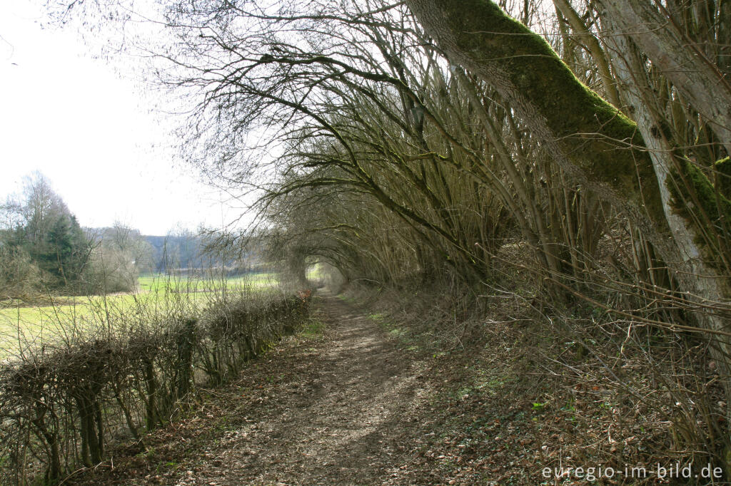 Detailansicht von Eifelsteig, 1. Etappe, südlich von Kornelimünster