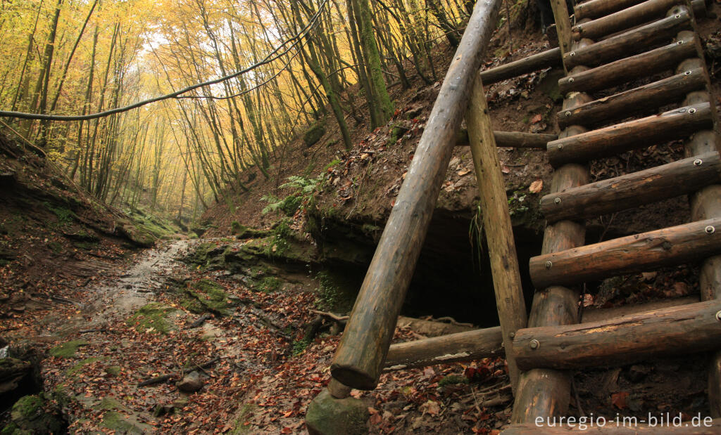 Detailansicht von Eifelsteig im Butzerbachtal, Südeifel