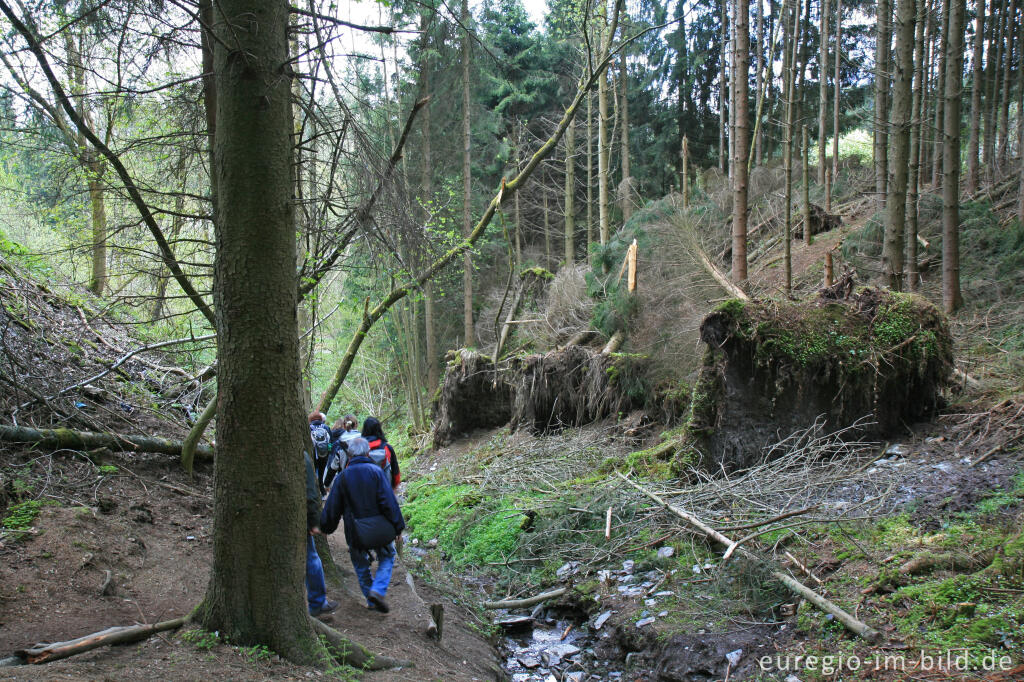 Eifelsteig im Tal des Kluckbachs bei Höfen