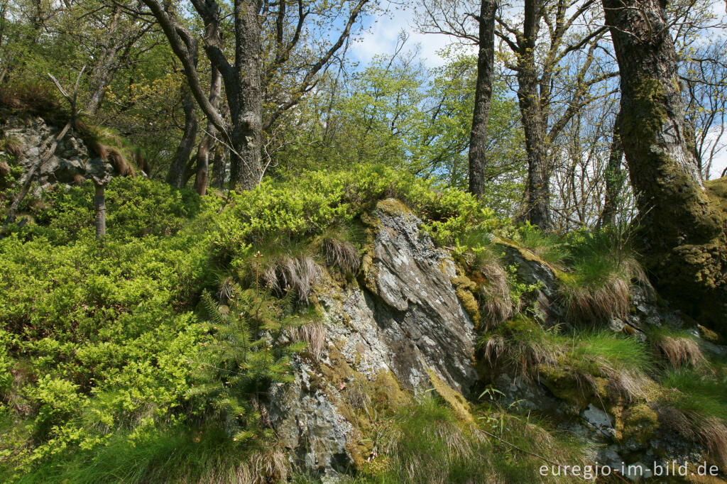 Eifelsteig,  Rurtal zwischen Rohren und Hammer