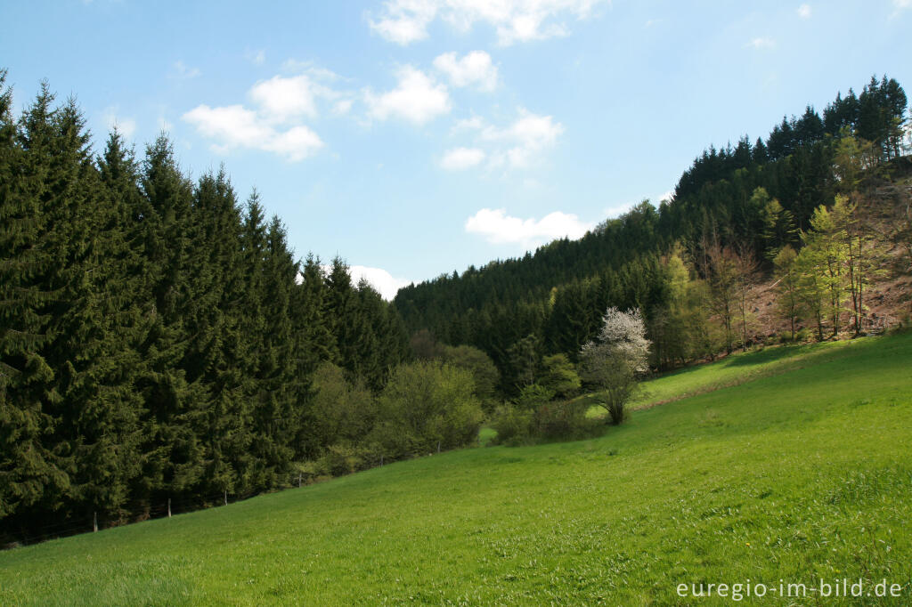 Detailansicht von Eifelsteig,  Rurtal zwischen Rohren und Hammer