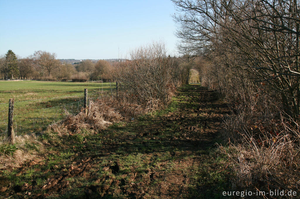 Eifelsteig, westlich von Roetgen