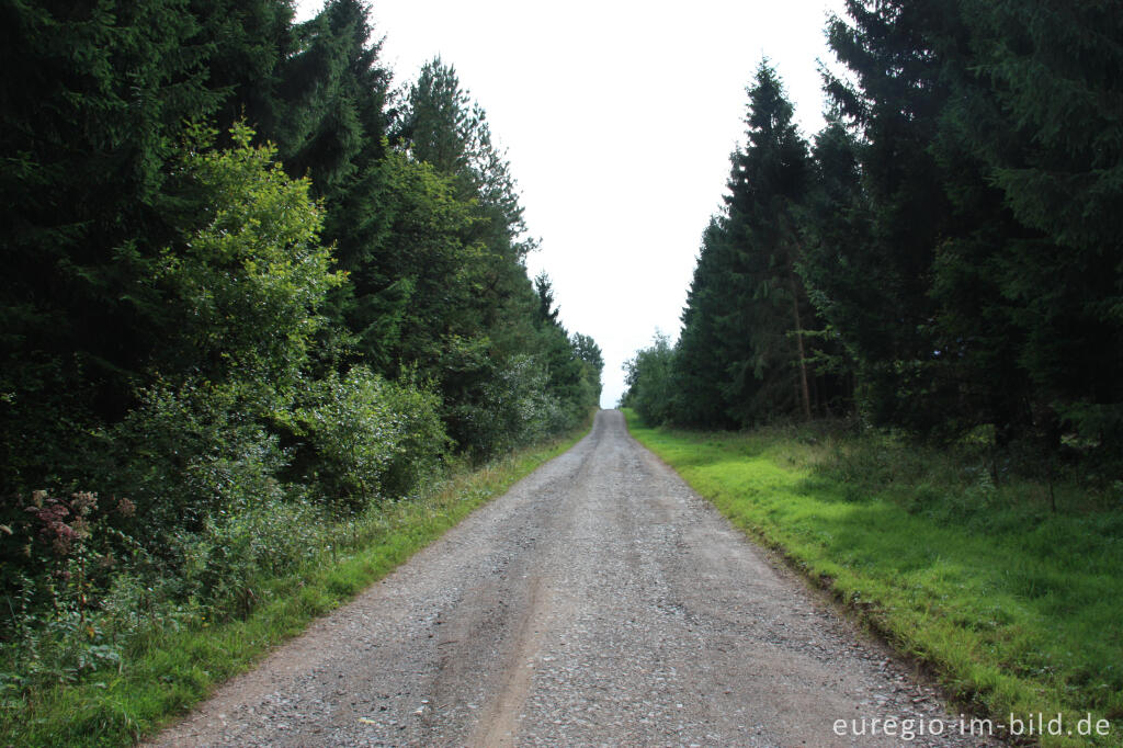 Detailansicht von Eifelsteig zwischen Schleiden und Golbach