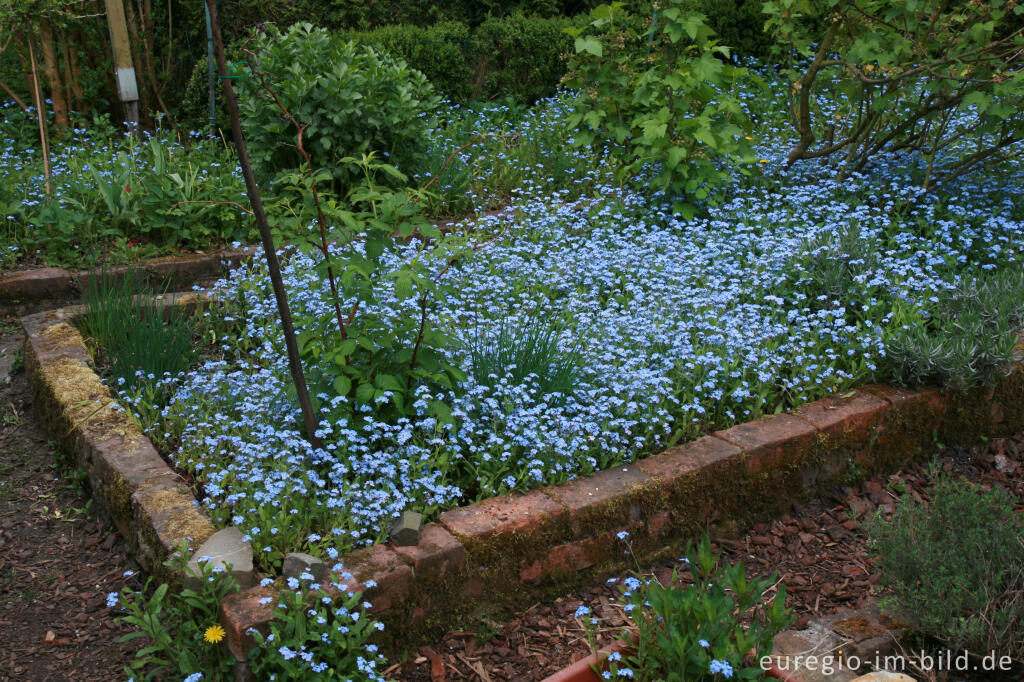 Detailansicht von Ein Beet voller Vergissmeinnicht, Myosotis