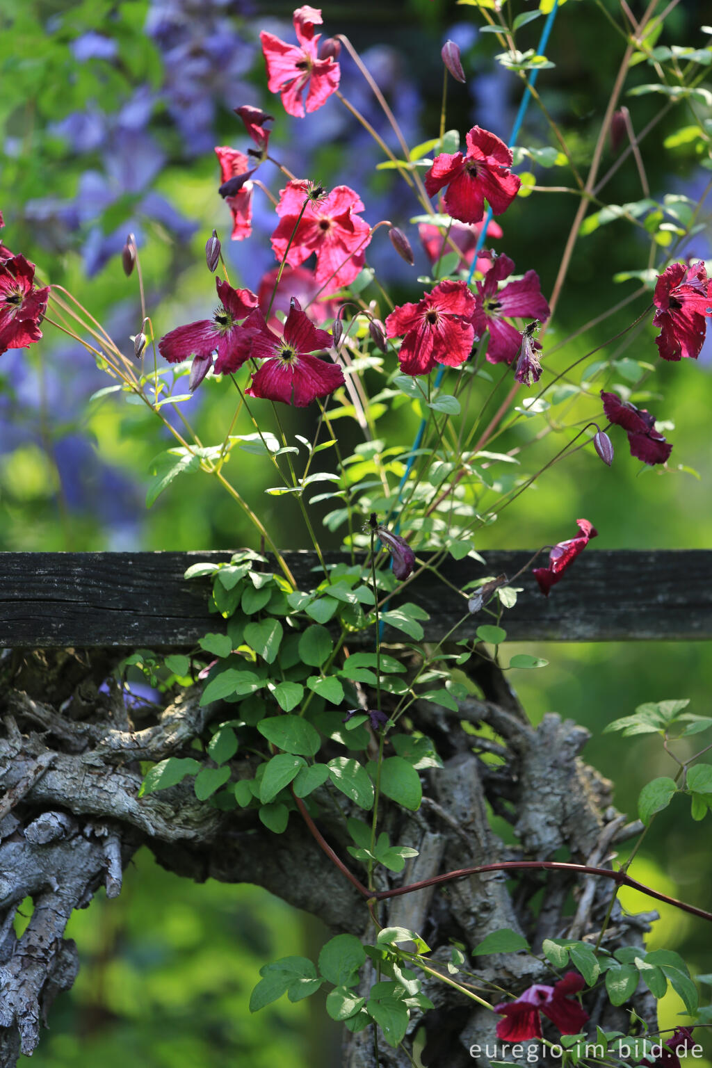 Detailansicht von Ein Garten mit Zimmern