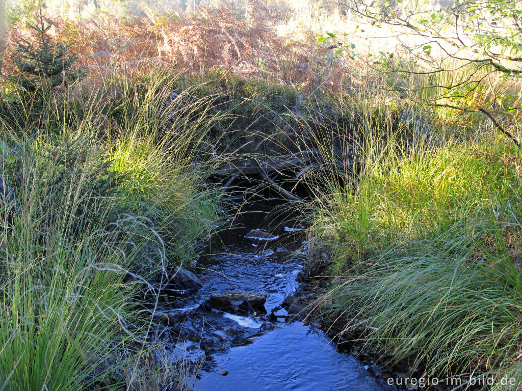 Detailansicht von Ein Quellbach der Weser im Imgenbroicher Venn, Steinley