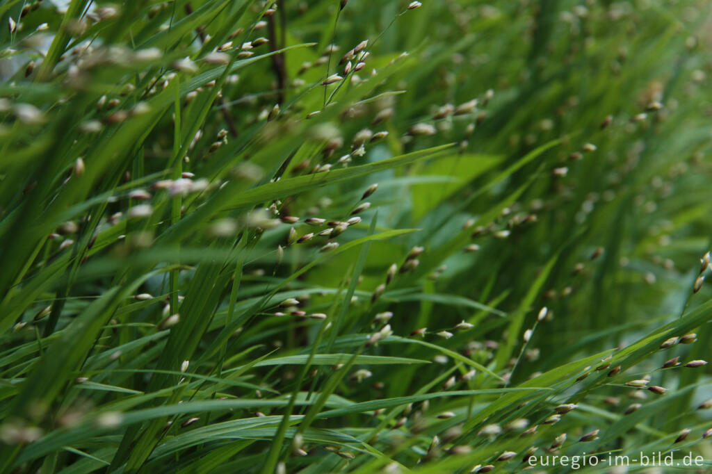 Detailansicht von Einblütiges Perlgras, Melica uniflora