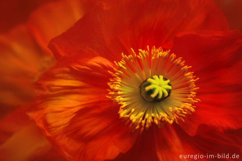 Detailansicht von Eine Zuchtform des Mohns (Papaver), die oft als Seidenmohn bezeichnet wird