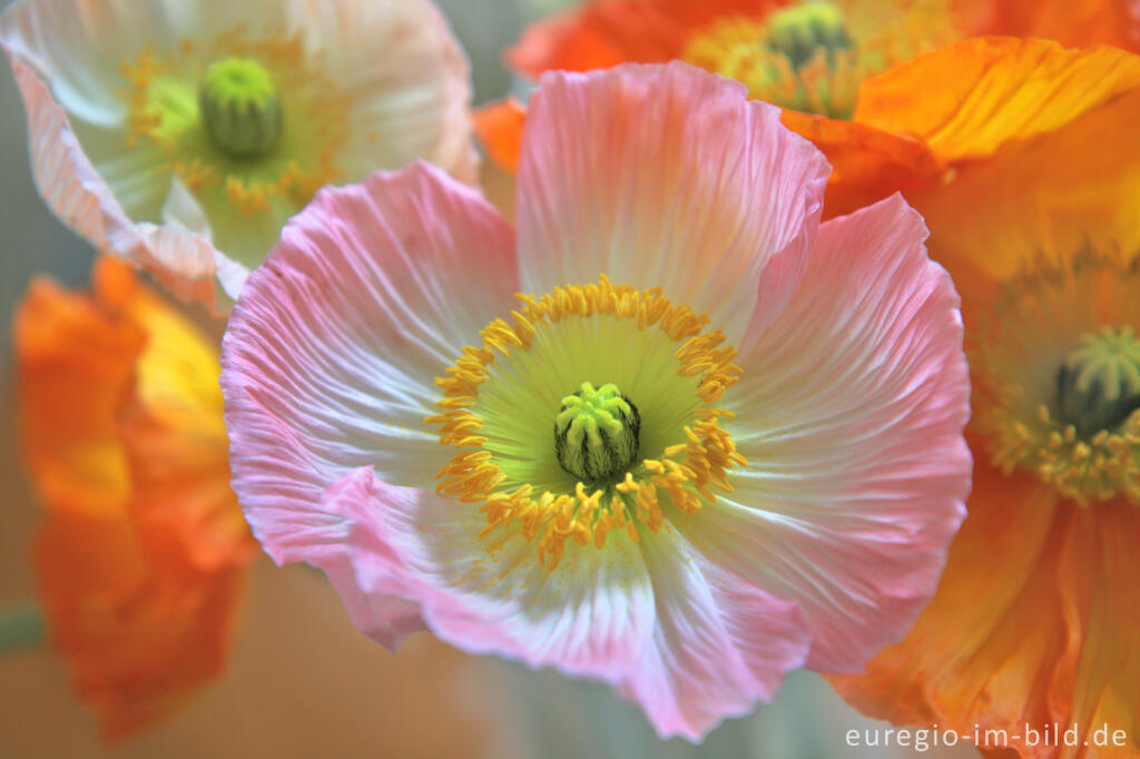 Detailansicht von Eine Zuchtform des Mohns (Papaver), die oft als Seidenmohn bezeichnet wird