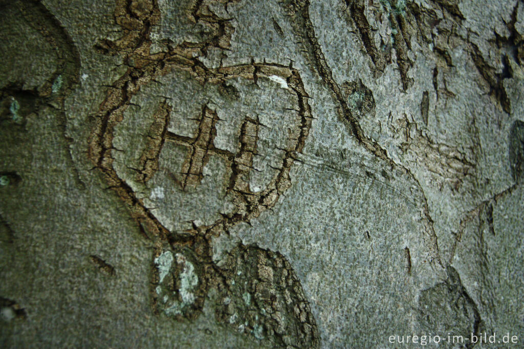 Detailansicht von Eingeritzte Herzen 