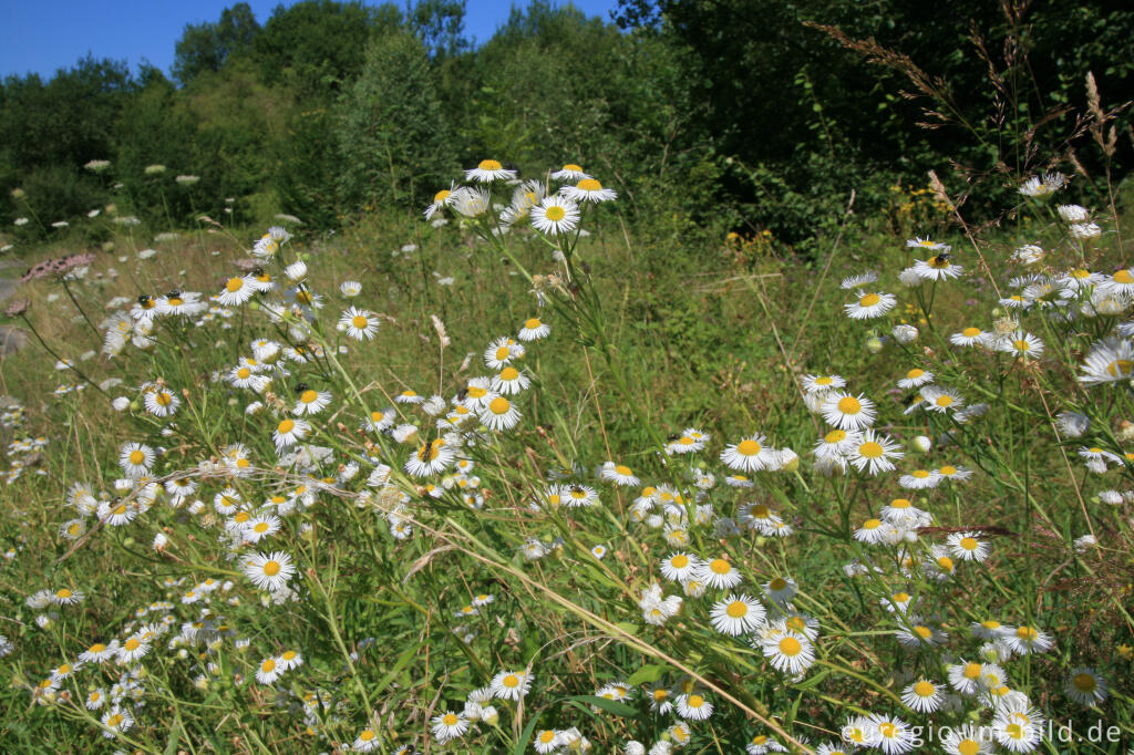 Detailansicht von Einjähriges Berufkraut, Erigeron annuus, Nordeifel
