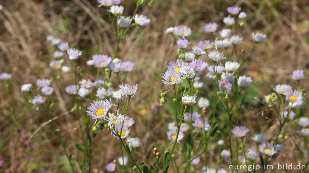 Detailansicht von Einjähriges Berufkraut, Erigeron annuus, Teverener Heide