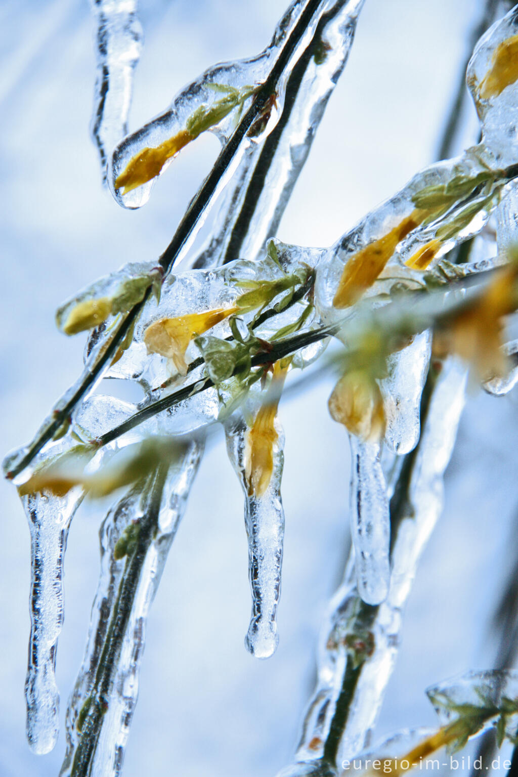 Detailansicht von Eiszapfen an blühendem Winterjasmin