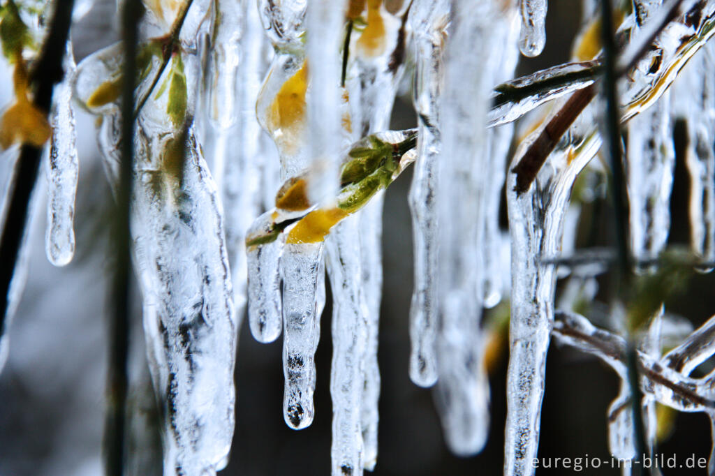 Detailansicht von Eiszapfen an blühendem Winterjasmin