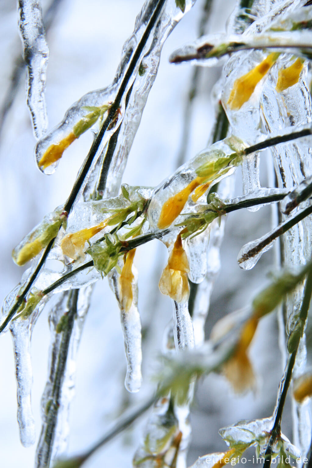 Detailansicht von Eiszapfen an blühendem Winterjasmin