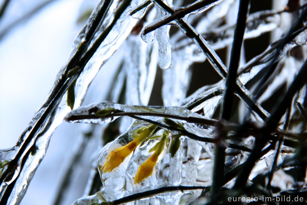 Detailansicht von Eiszapfen an blühendem Winterjasmin