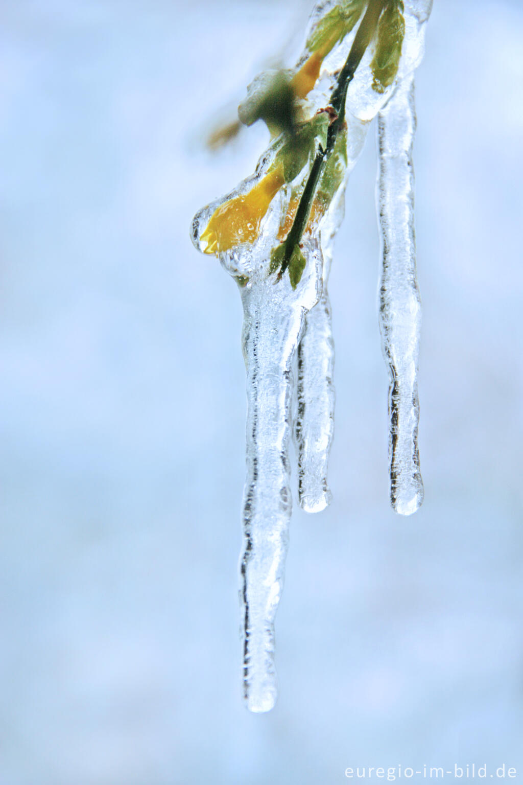 Detailansicht von Eiszapfen an blühendem Winterjasmin