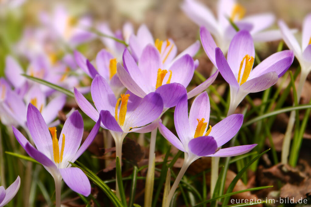 Detailansicht von Elfen-Krokus oder Dalmatiner Krokus (Crocus Tommasinianus)