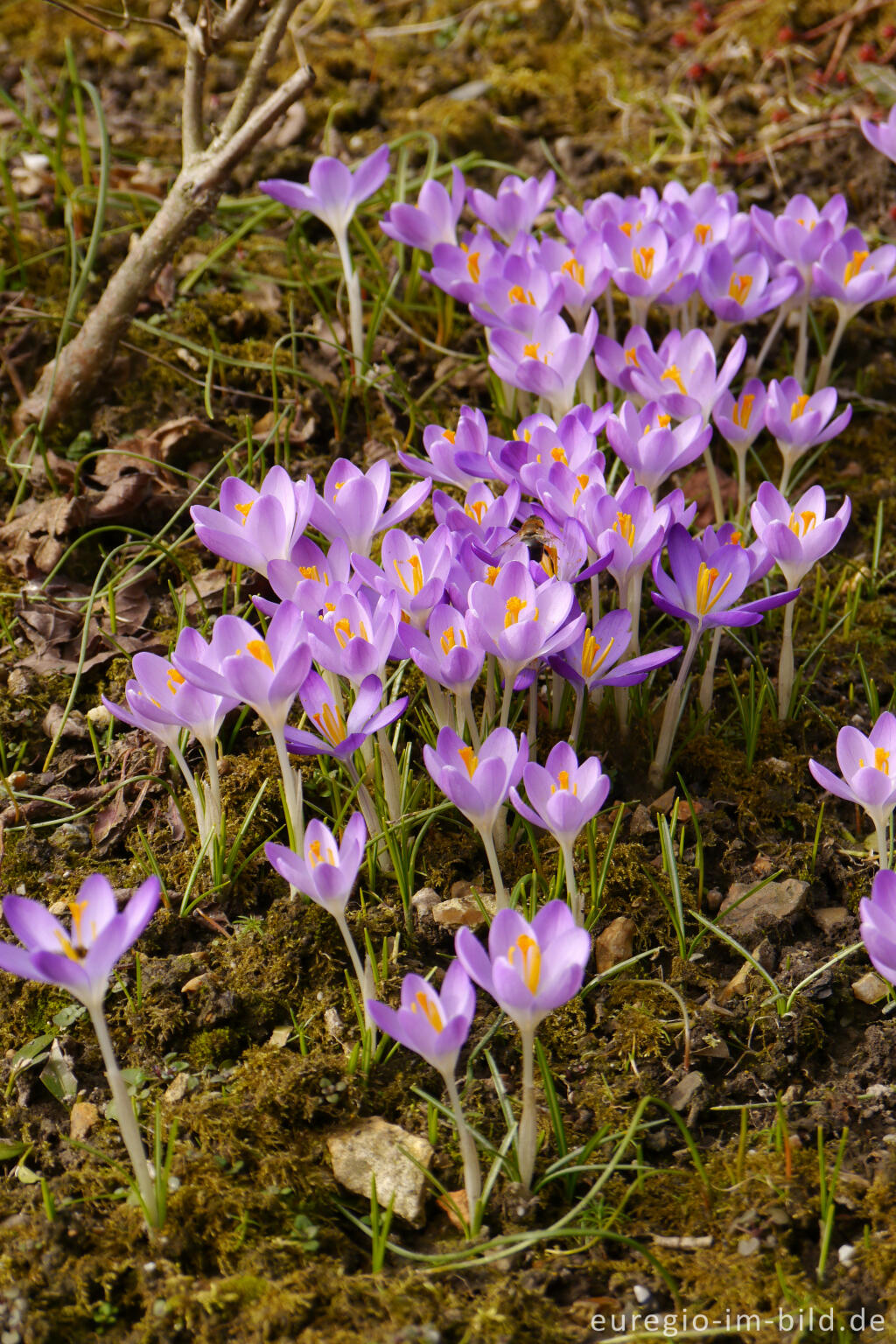 Detailansicht von Elfen-Krokus oder Dalmatiner Krokus (Crocus Tommasinianus)