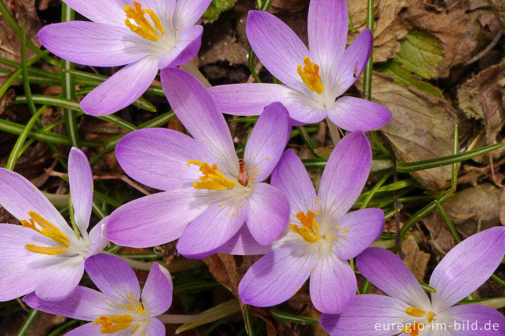 Detailansicht von Elfen-Krokus oder Dalmatiner Krokus (Crocus Tommasinianus)