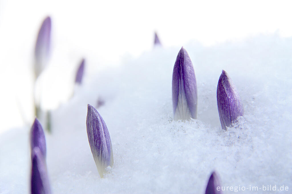 Detailansicht von Elfen-Krokus oder Dalmatiner Krokus (Crocus Tommasinianus) im Schnee