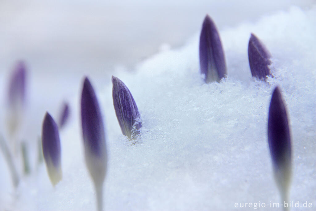 Detailansicht von Elfen-Krokus oder Dalmatiner Krokus (Crocus Tommasinianus) im Schnee