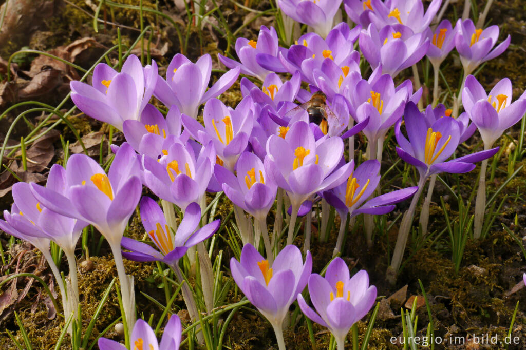 Detailansicht von Elfen-Krokus oder Dalmatiner Krokus (Crocus Tommasinianus)