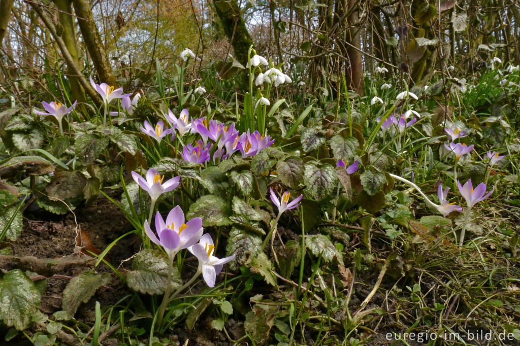 Detailansicht von Elfen-Krokus und Schneeglöckchen an einem Heckenrand