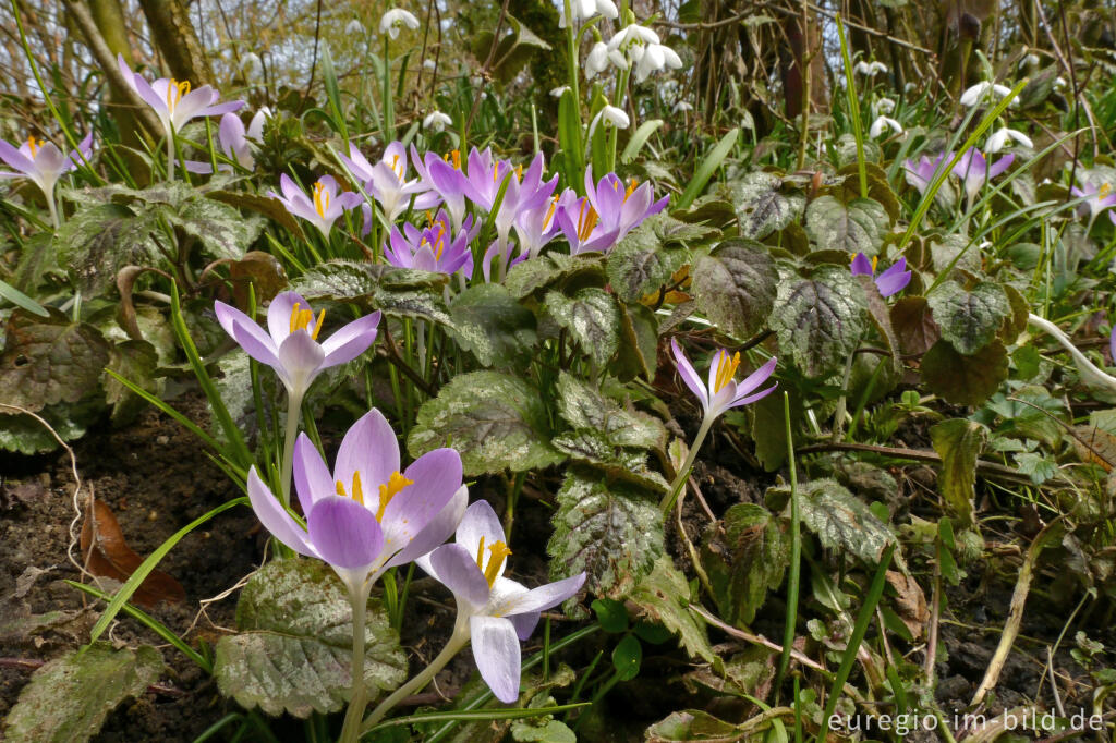 Detailansicht von Elfen-Krokus und Schneeglöckchen an einem Heckenrand