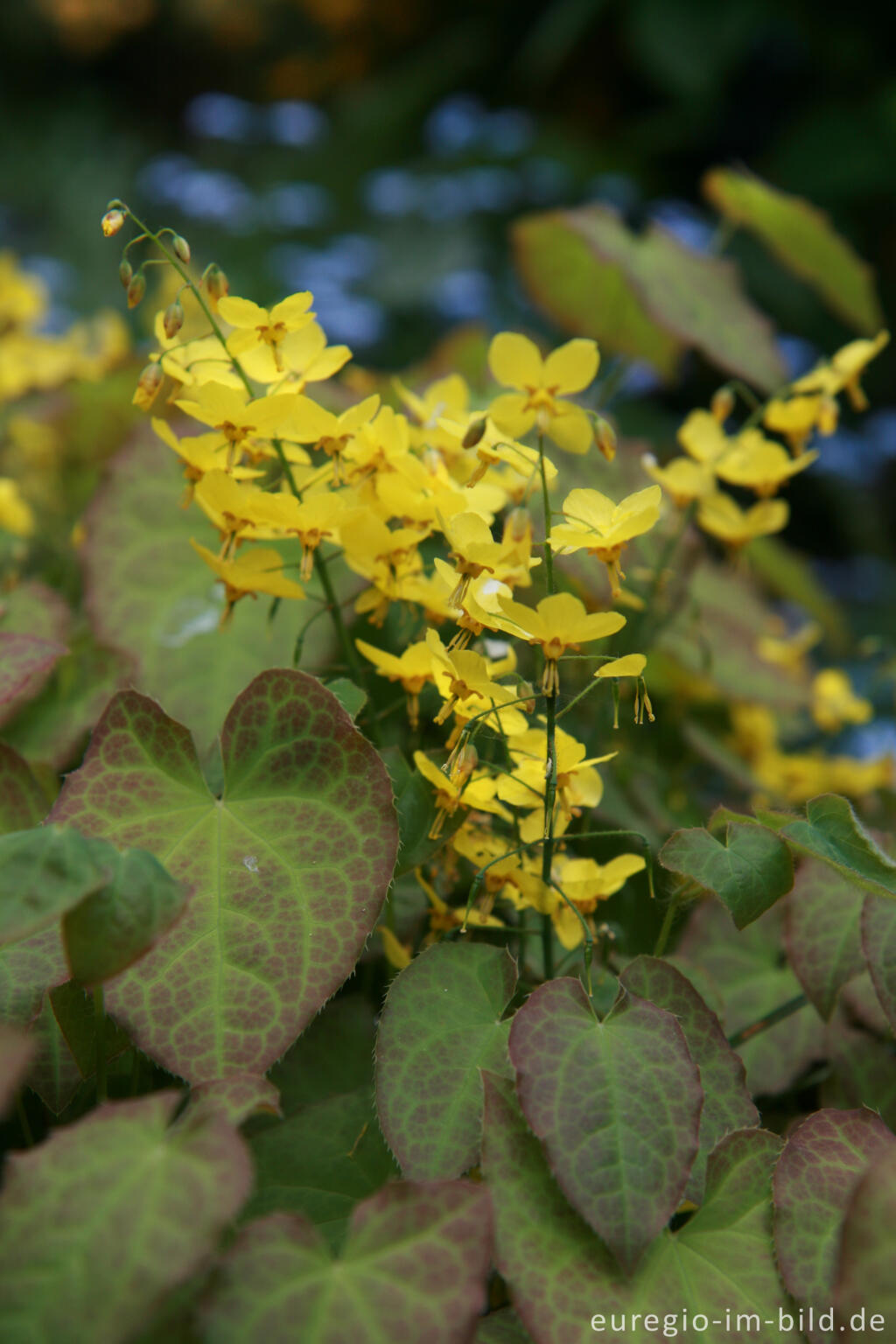 Detailansicht von Elfenblume, Epimedium