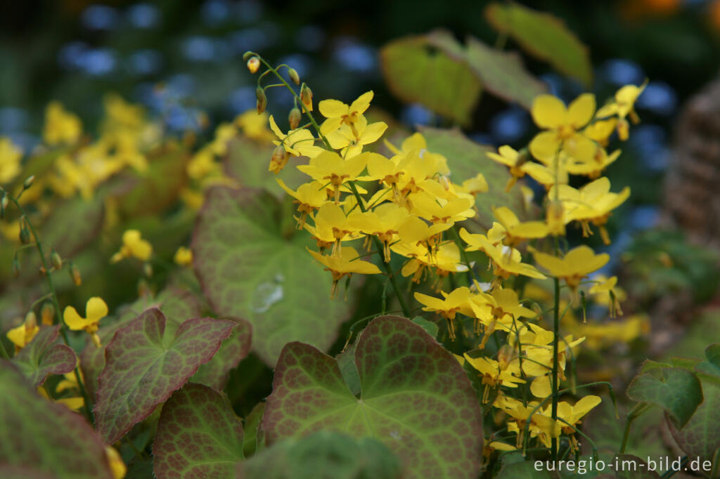 Detailansicht von Elfenblume, Epimedium