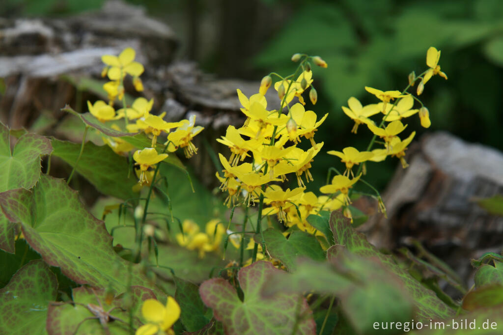 Detailansicht von Elfenblume, Epimedium