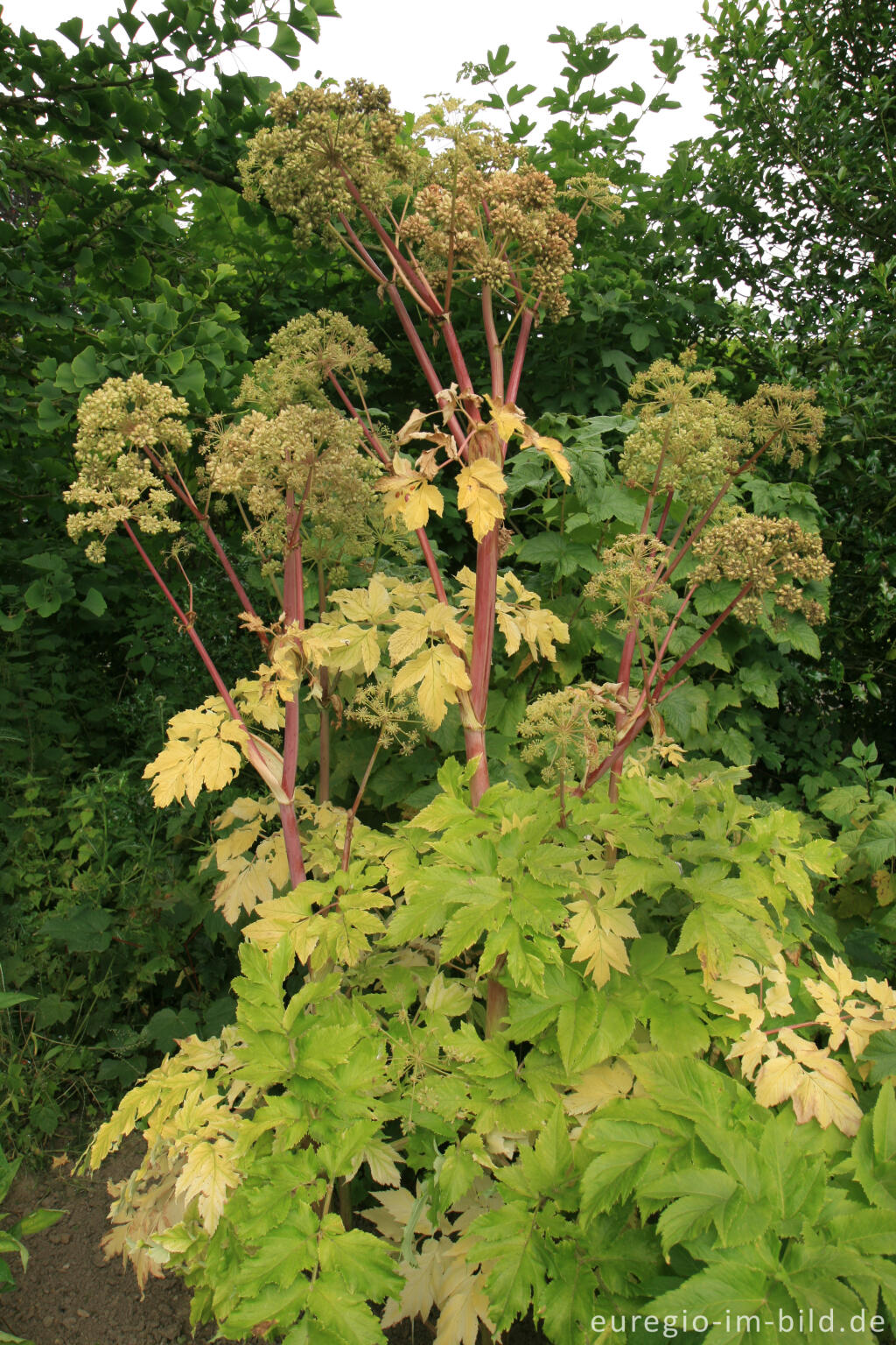 Detailansicht von  Engelwurz, Angelica archangelica, im Kasteeltuin Oud-Valkenburg