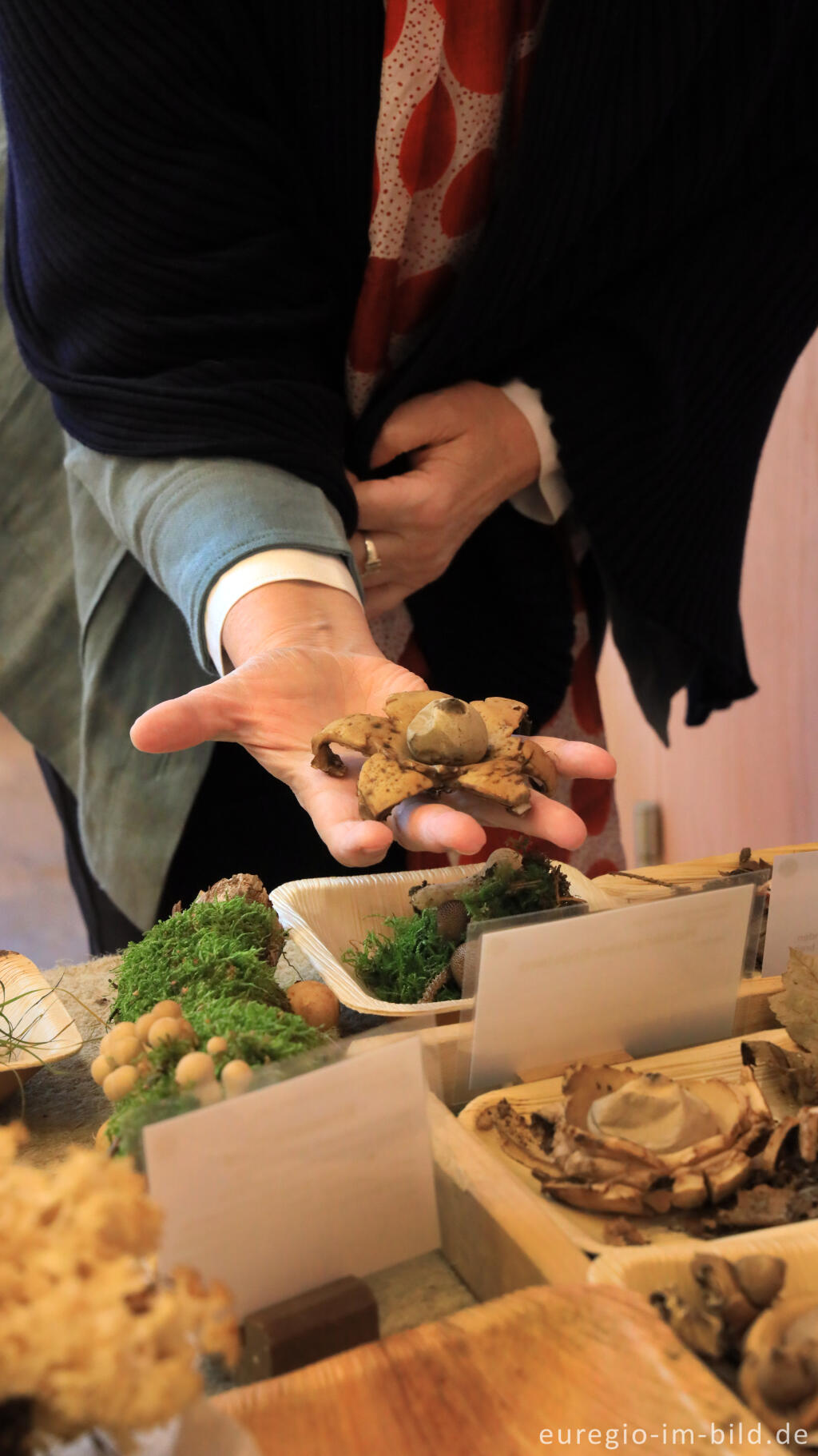 Detailansicht von Erdsterne (Geastrum), Pilzausstellung der Pilz AG in Aachen