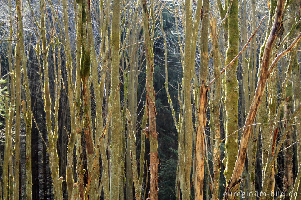 Detailansicht von Erlenbruchwald im Perlenbachtall, Eifel