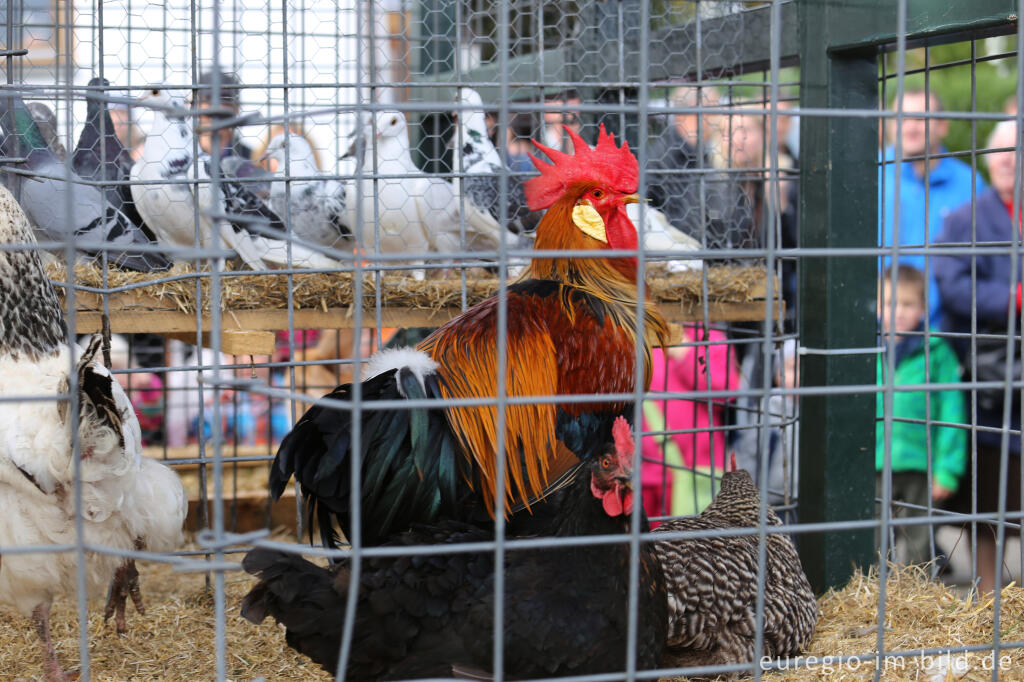 Detailansicht von Erntedankfest in Mützenich bei Monschau