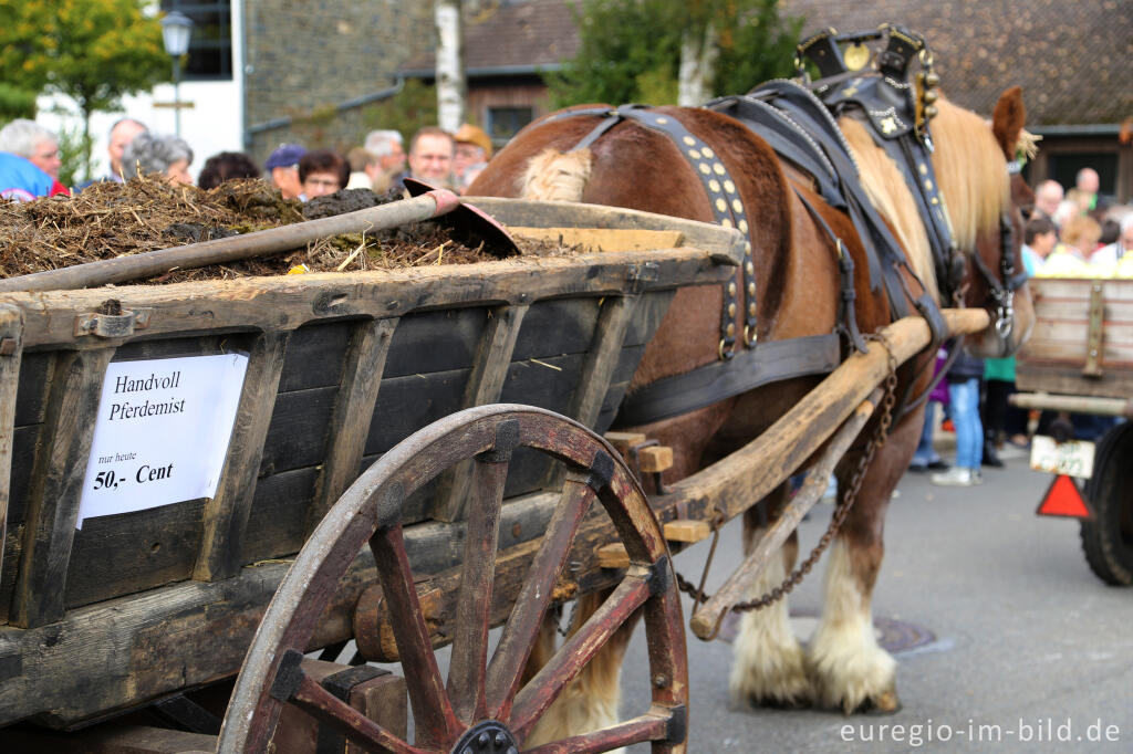 Detailansicht von Erntedankfest in Mützenich bei Monschau