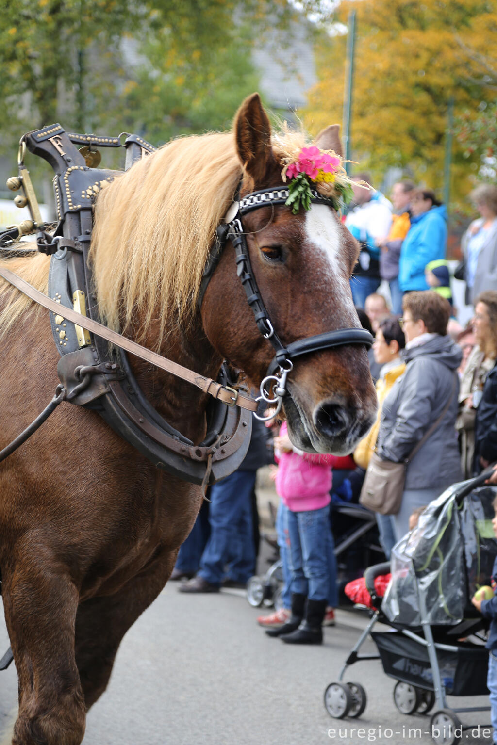 Detailansicht von Erntedankfest in Mützenich bei Monschau