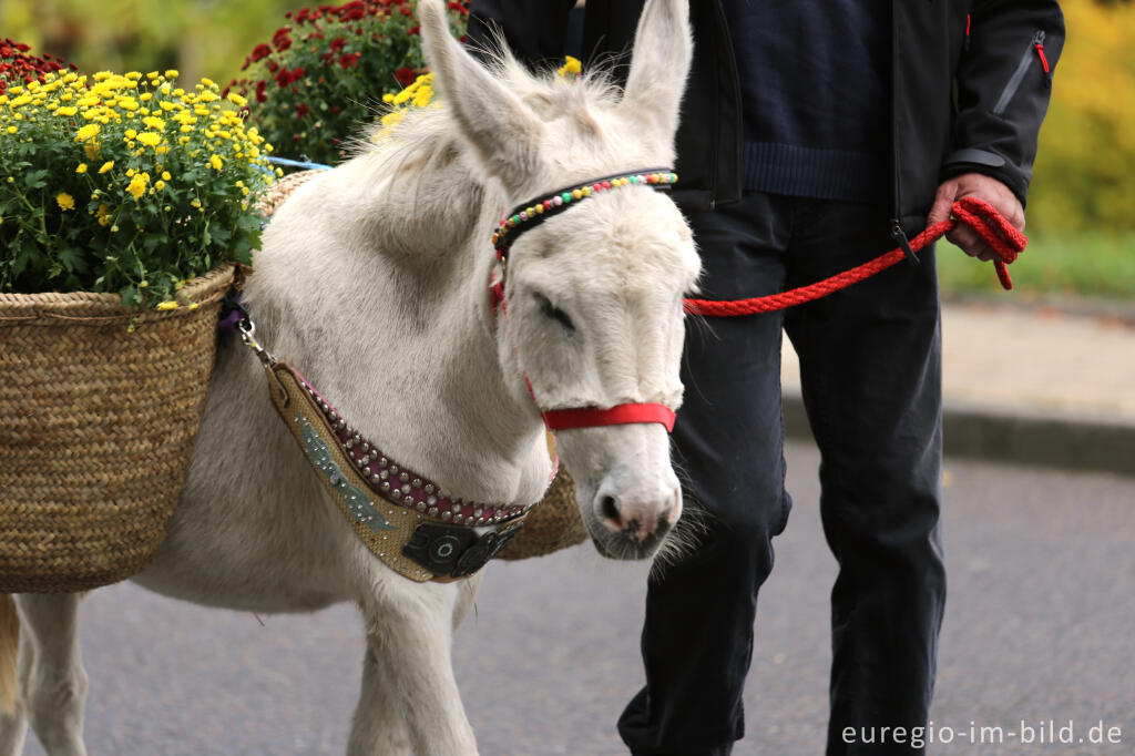 Detailansicht von Erntedankfest in Mützenich bei Monschau